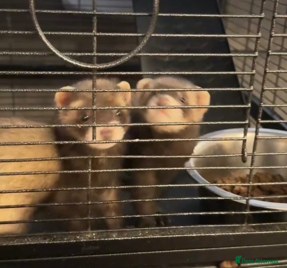 Ferret rodents Ferret Starter Pack – 2 Ferrets + Full Setup – £70 - Advert 1