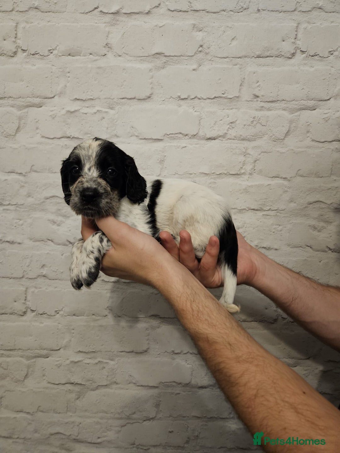 Cocker Spaniel dogs for sale: Cocker spaniels - Image 11