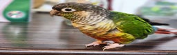 Conures birds for sale: 2 Lovely Green cheek conures for sale - Advert 3