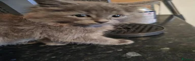 Ragdoll 4