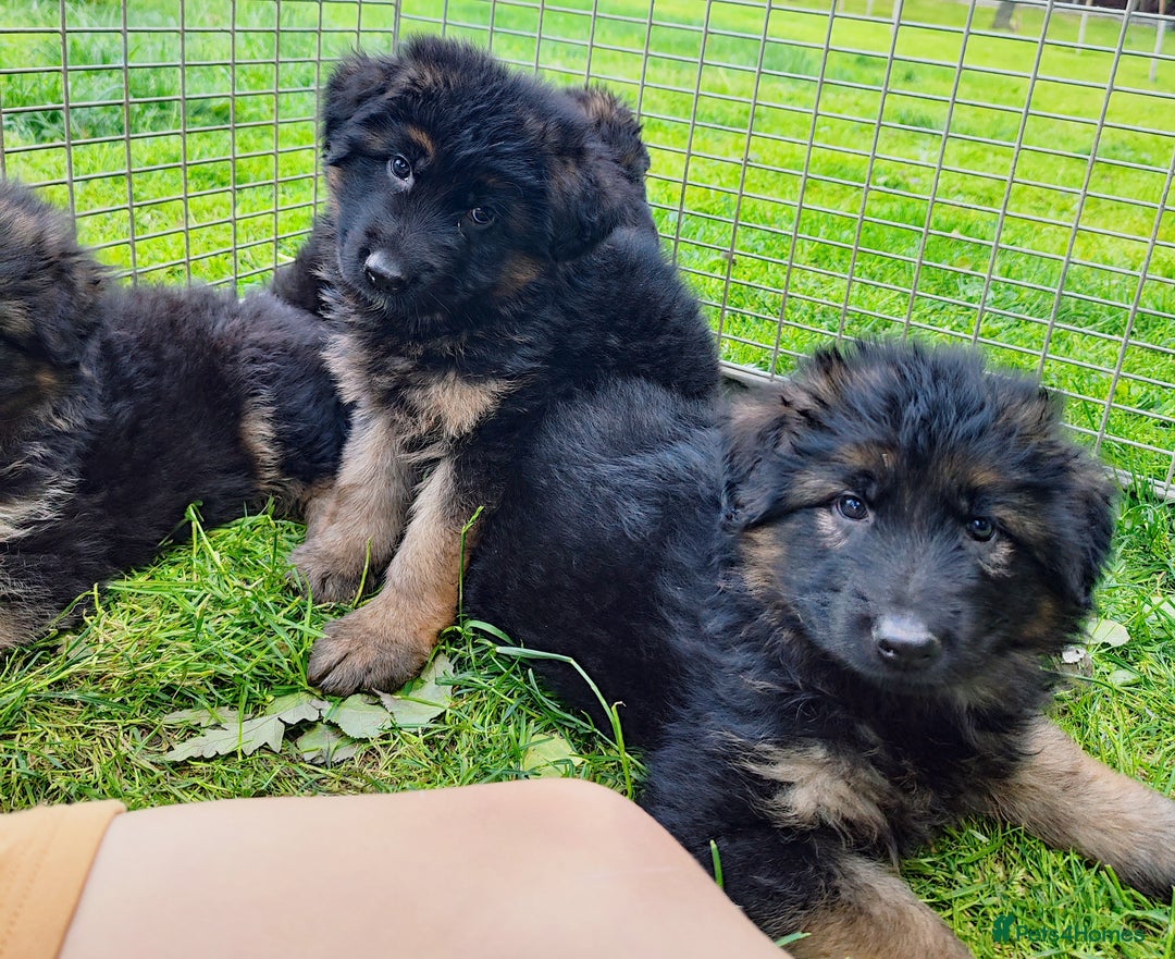 German Shepherd dogs for sale: Outstanding KC longhaired german shepherd puppies - Image 17