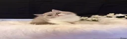 British Shorthair cats for sale: FULL PEDIGREE REGISTERED BSH  - Advert 14