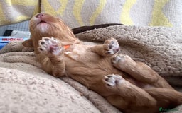 Australian Labradoodle dogs for sale: Multi Generational Australian Labradoodle Puppies - Image 12