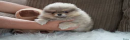 Pomeranian dogs for sale: Four small cute pups  - Advert 11