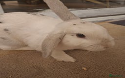 New Zealand rabbits for sale: Rabbit White Rabbits 🐇 - Image 2