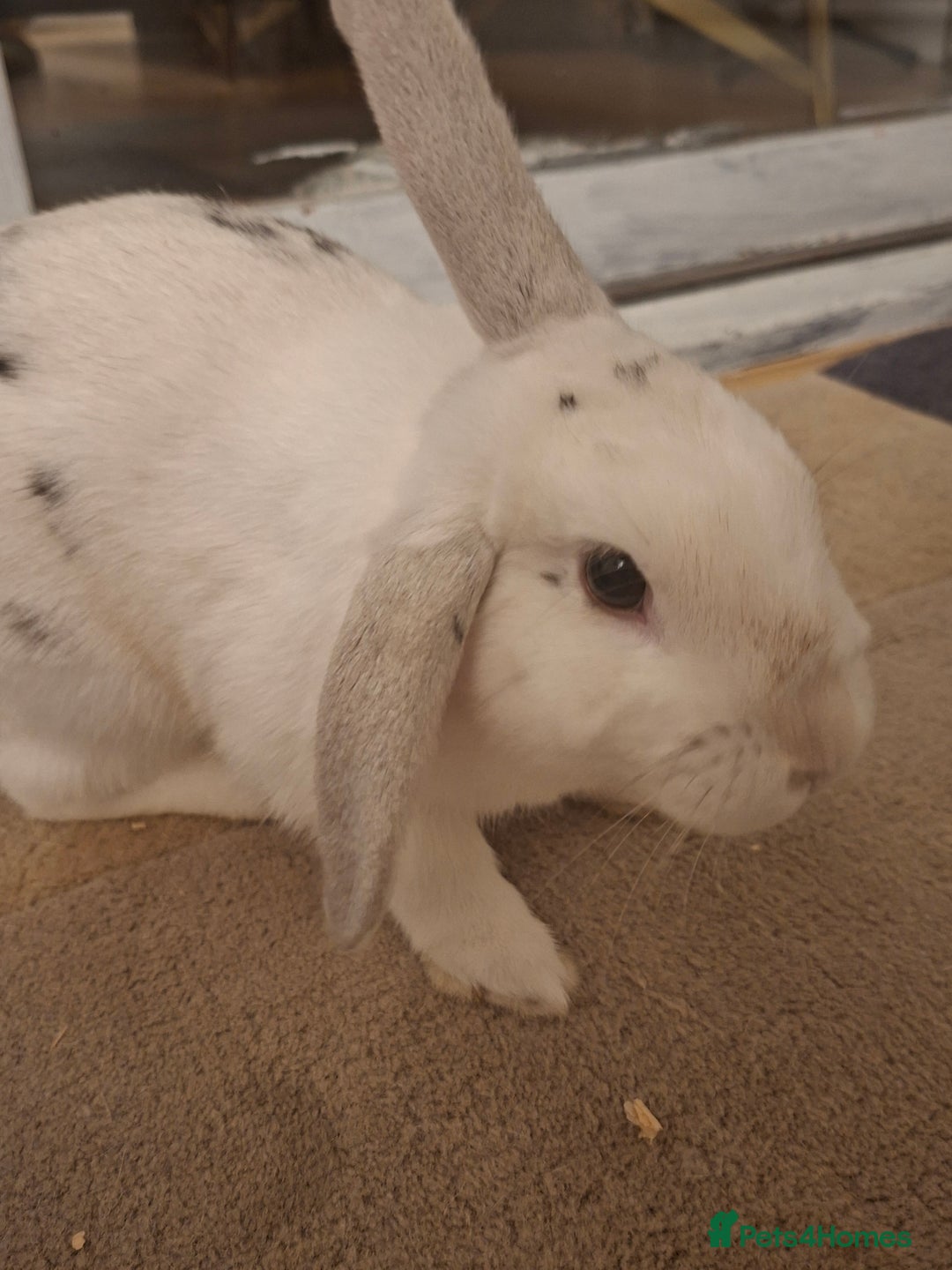 New Zealand rabbits for sale: Rabbit White Rabbits 🐇 - Image 2