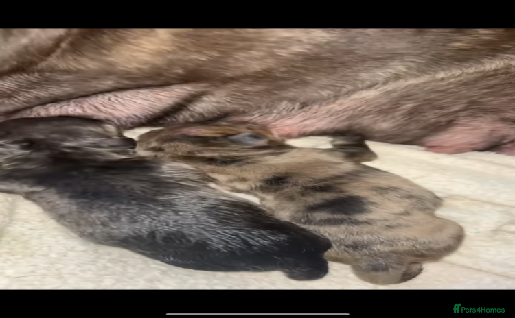 Mixed Breed dogs - Advert 1