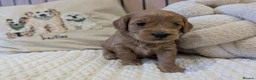 Cavapoo dogs for sale: BEAUTIFUL F1B CAVAPOO PUPPIES  - Advert 8