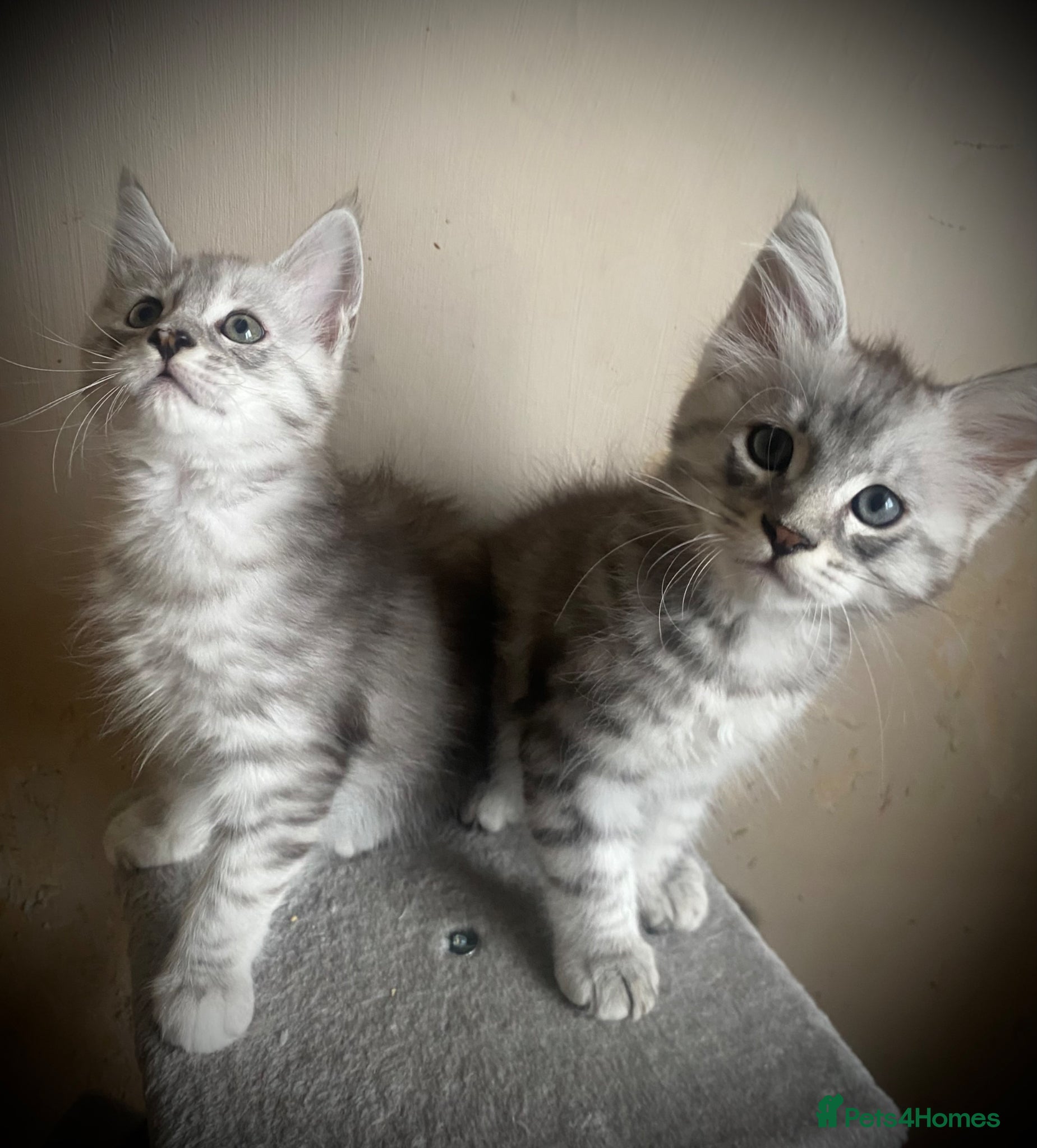 Maine Coon cats for sale: Silver tabby Full Maine Coon Kittens  - Advert 6