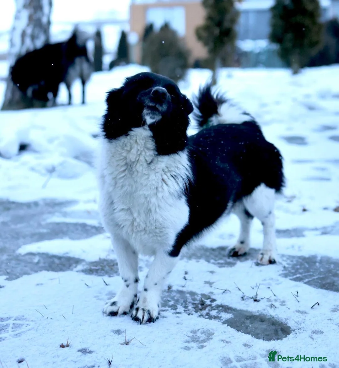 Mixed Breed dogs for adoption: 🐶❤️ CLAIRE  - A Little Burst Of Happiness 🐶 - Advert 10