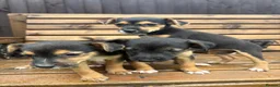 Mixed Breed dogs for sale: Border lakeland Russell pups for sale in Merthyr Tydfil - Advert 5