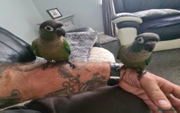 Conures birds for sale: Green Cheek Conure  - Image 1