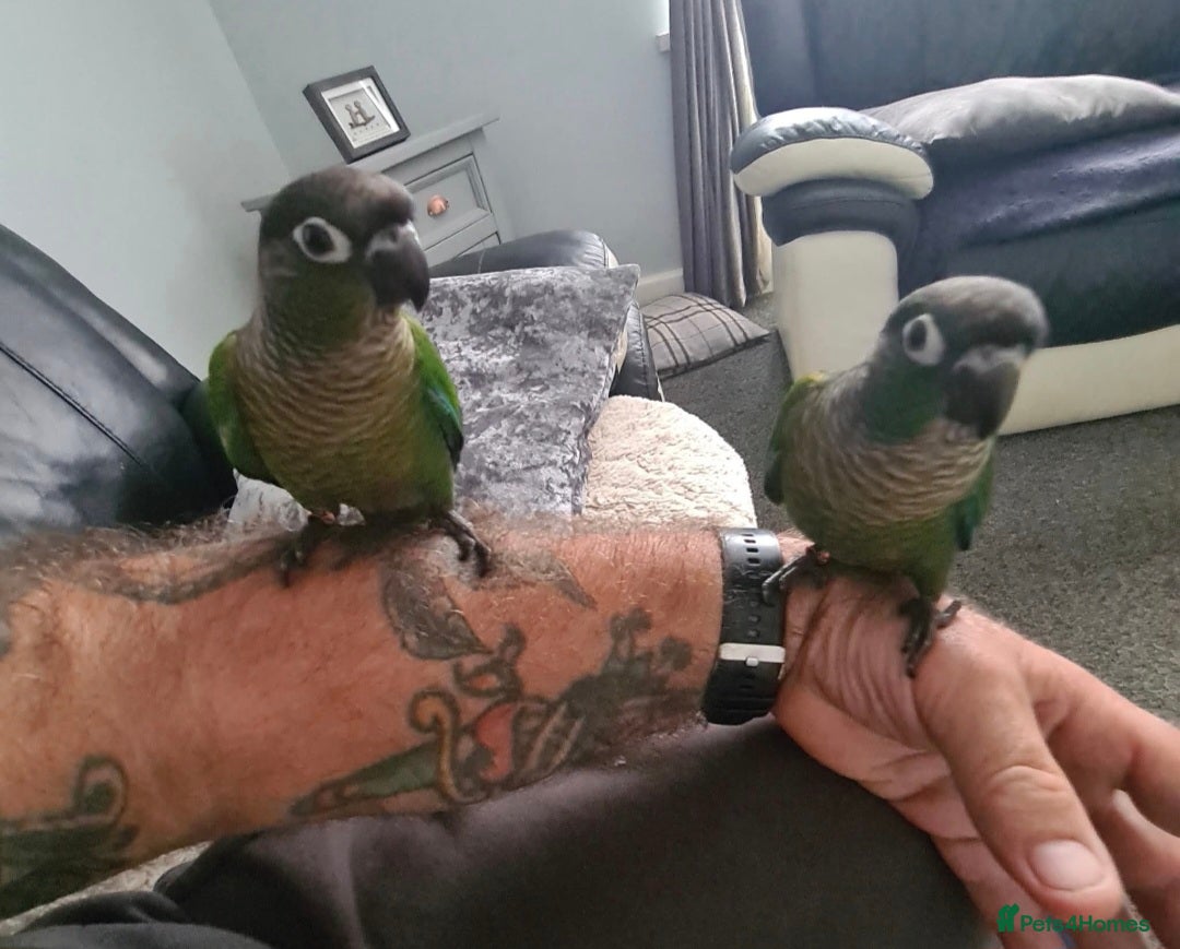 Conures birds for sale: Green Cheek Conure  - Image 1