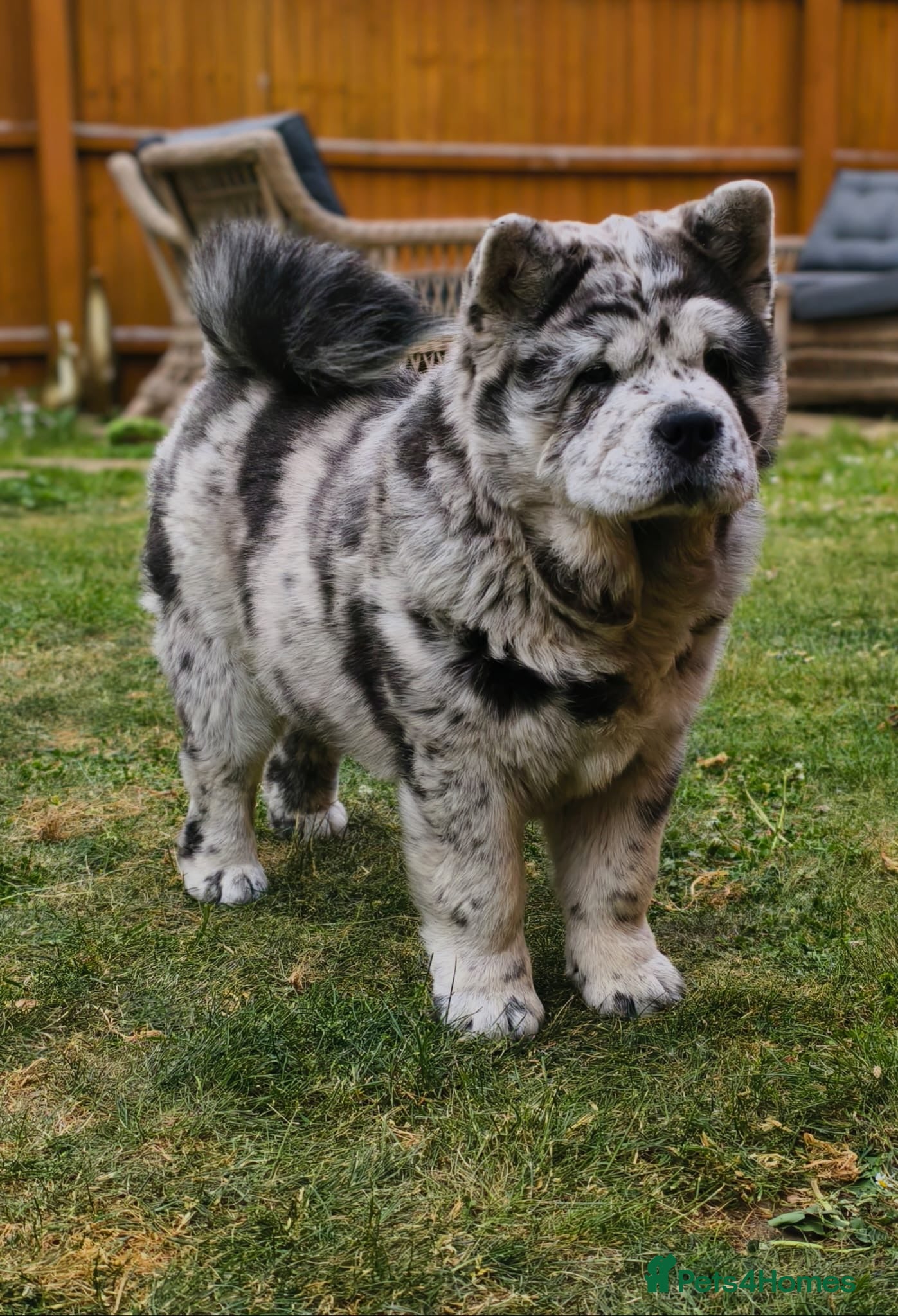 Blue Merle Chow Chow Chow Dog Blue Blue Merle Chow Chow Puppies