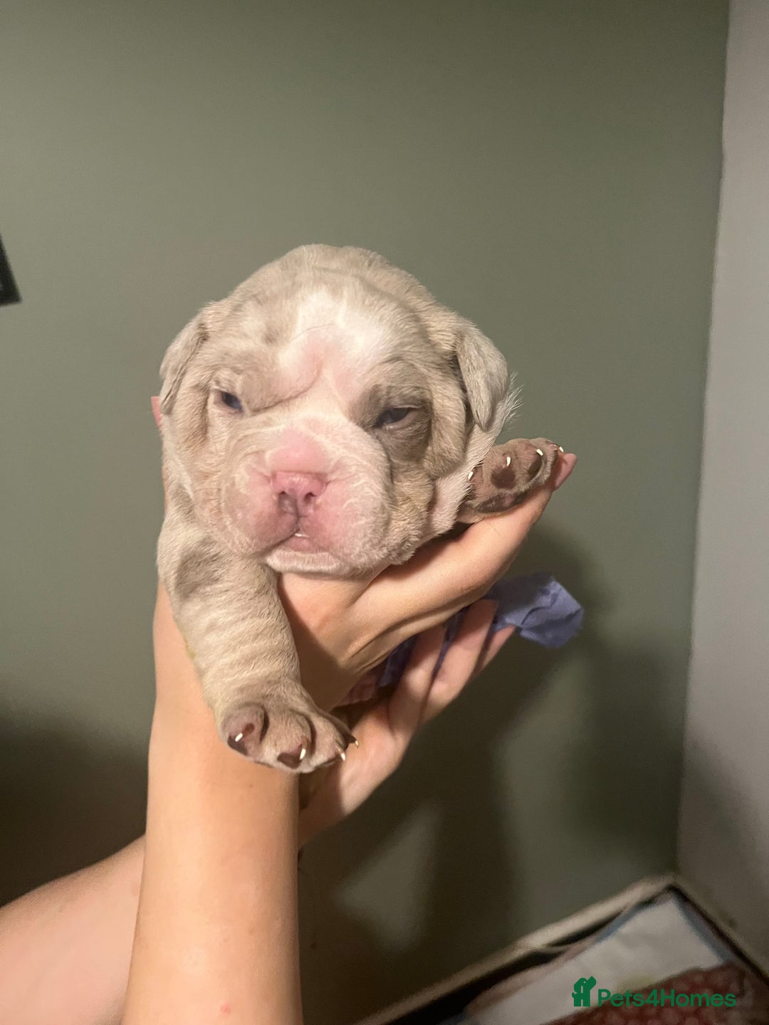 Olde English Bulldogge dogs for sale: Old English bulldog  - Advert 14