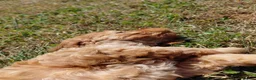 Cockapoo dogs for sale: Fluffy Cockalier-a-Poo Puppies – Ready Soon! - Advert 5