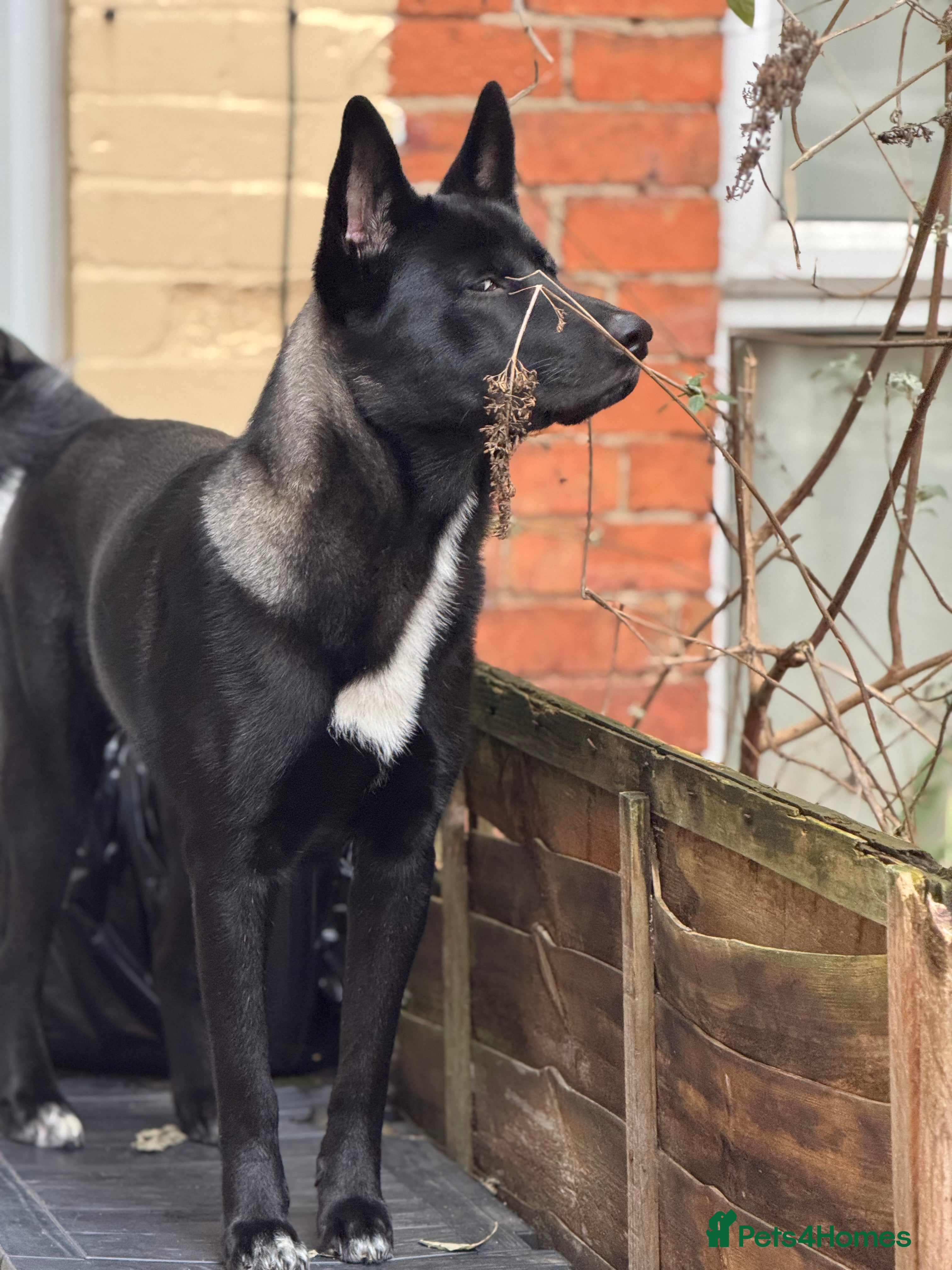 Huskita dogs Huskita male for sale 11 months old - Advert 1