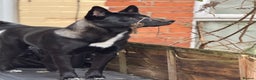 Huskita dogs for sale: Huskita male for sale 11 months old - Advert 1