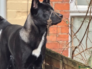 Huskita dogs Huskita male for sale 11 months old - Advert 1
