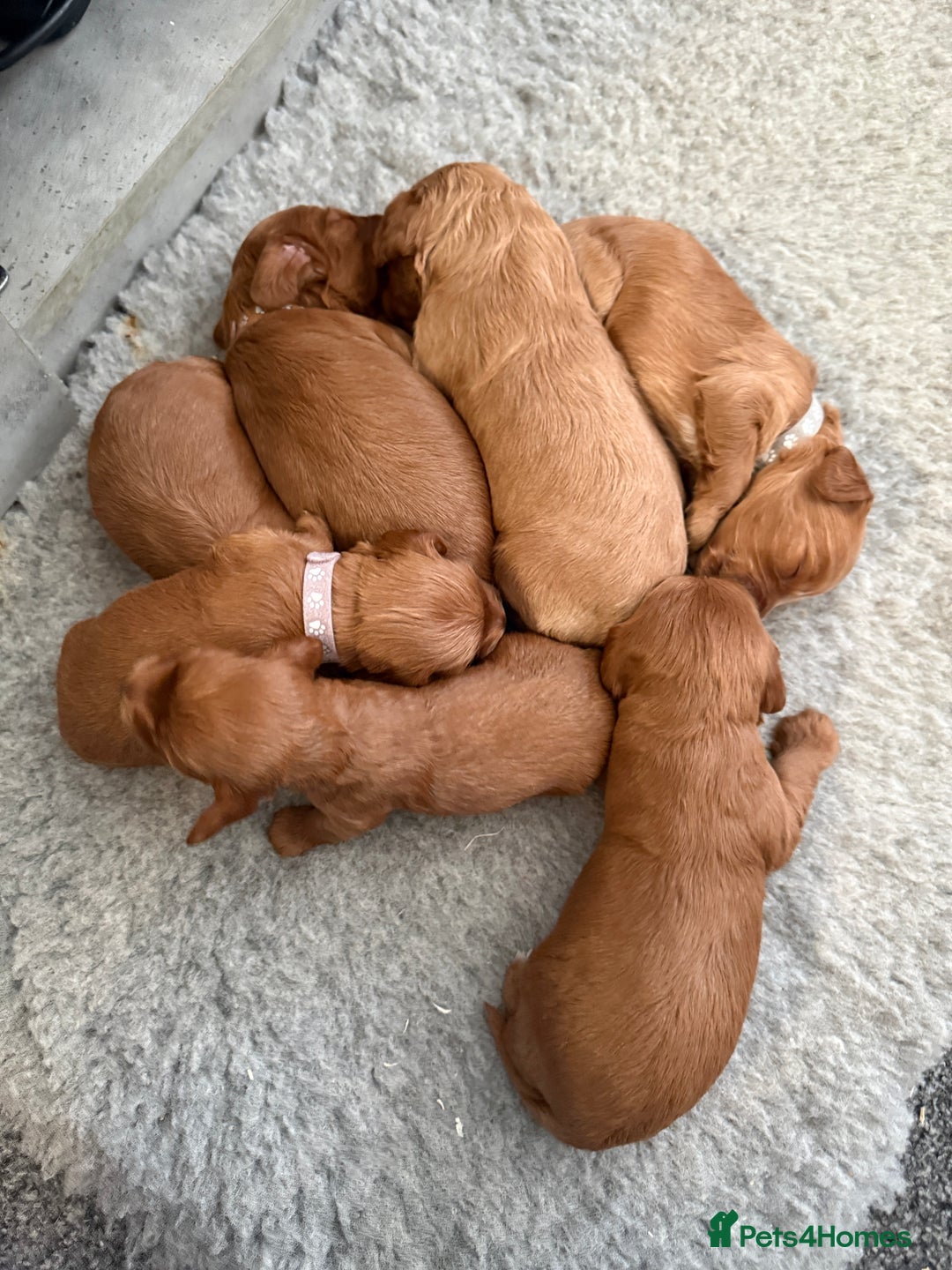 Cockapoo dogs for sale: F1 Cockapoos - Advert 12