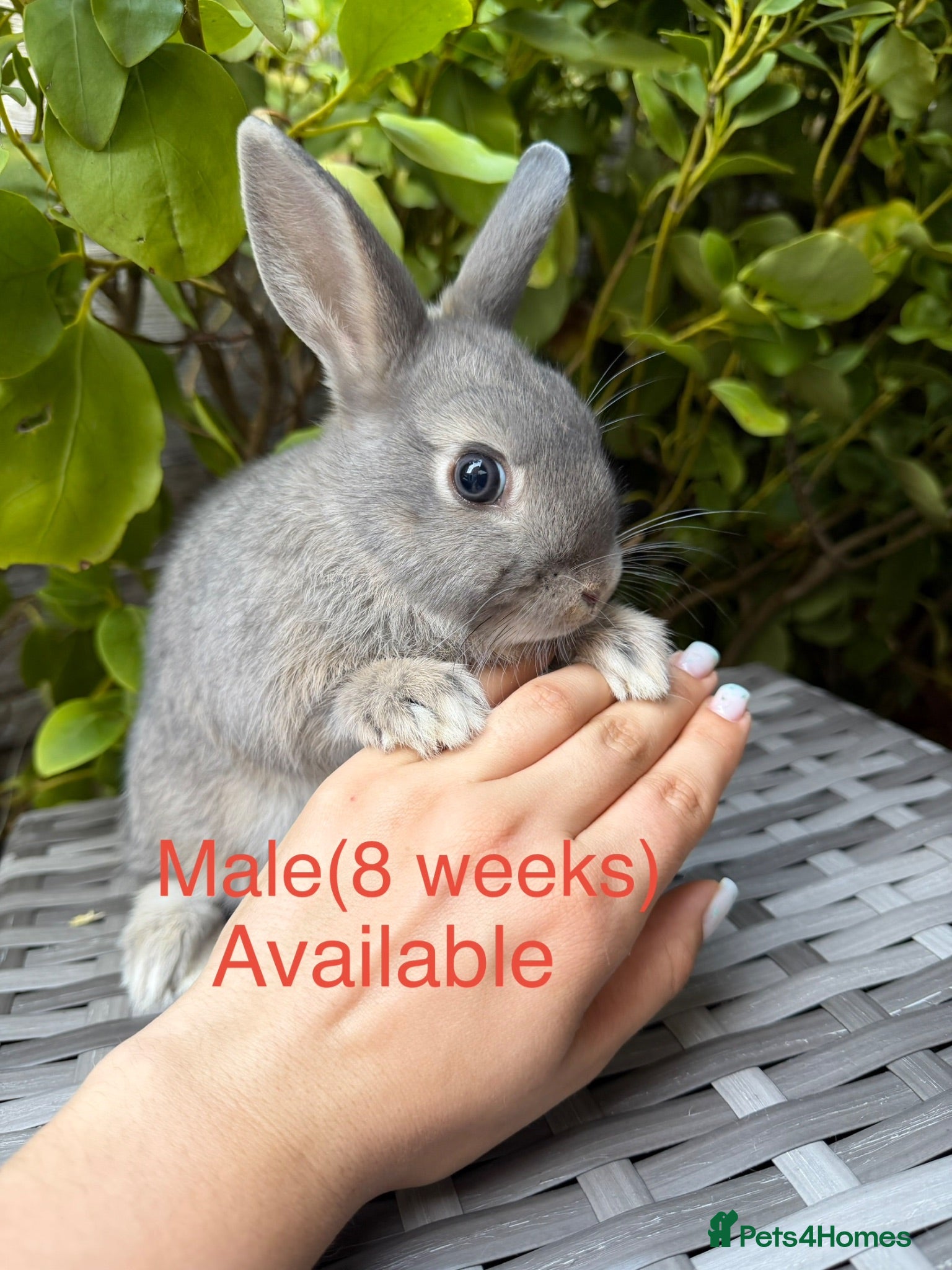 Netherland Dwarf rabbits Purebred Netherland Dwarf - Advert 2