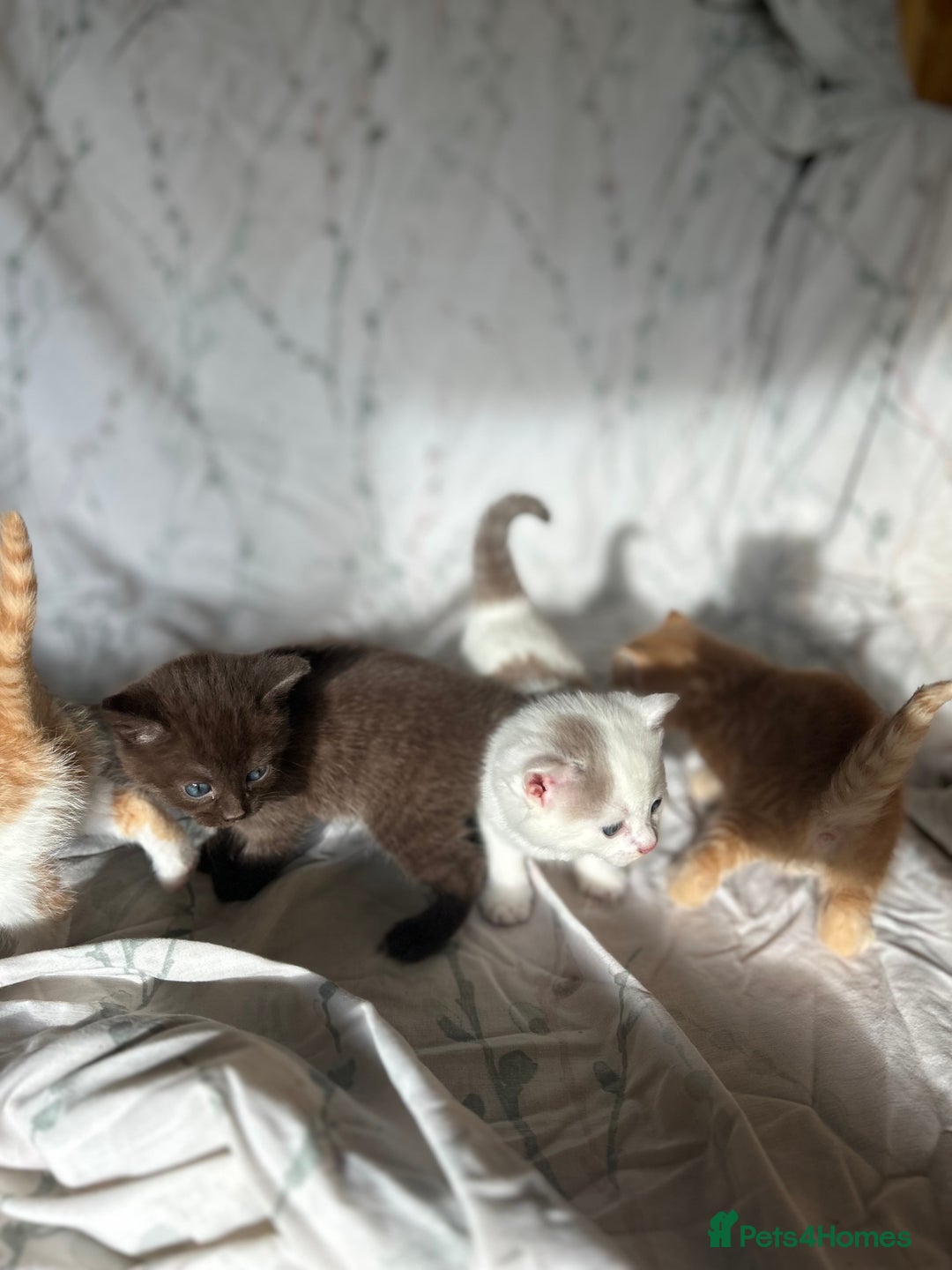Mixed Breed cats for sale: Beautiful coloured kittens  - Advert 3
