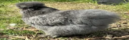Chickens poultry for sale: Blue Bearded Large Fowl Silkie Hatching Eggs - Advert 2