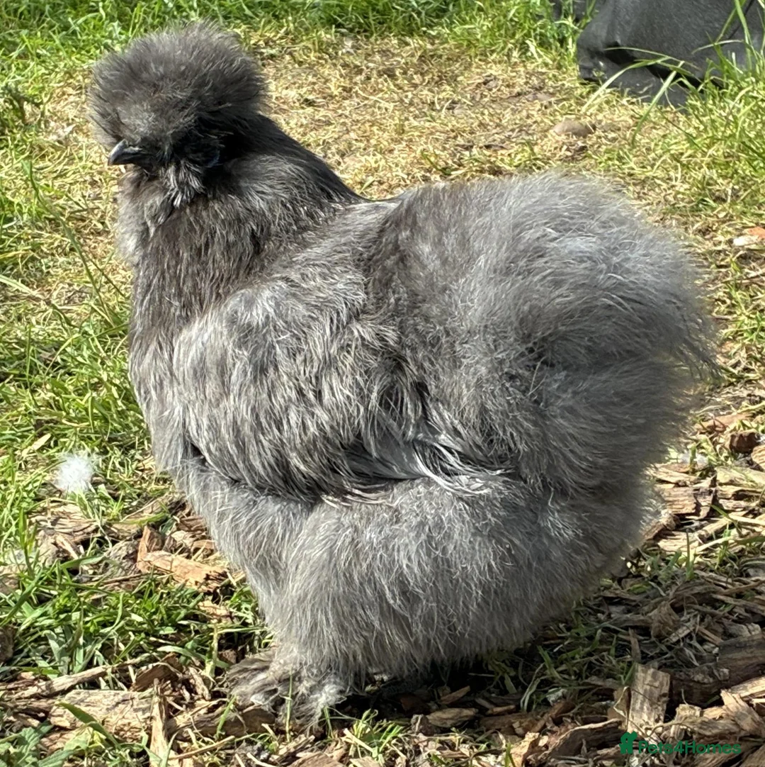 Chickens poultry for sale: Blue Bearded Large Fowl Silkie Hatching Eggs - Advert 2