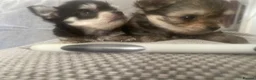 Mixed Breed dogs for sale: Malshi baby’s ❤️❤️ in Salisbury - Advert 4