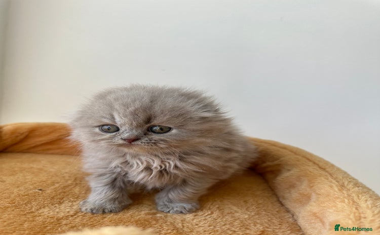 Scottish Fold cats - Advert 8