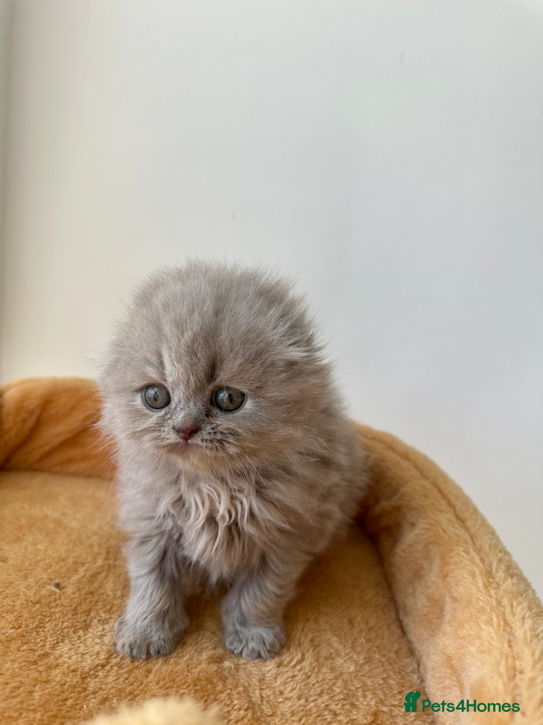 Scottish Fold cats for sale: 🦉 TOP QUALITY TICA REG SCOTTISH FOLD🦉 - Image 6