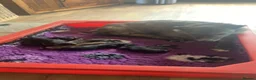 Lurcher dogs for sale: Lurcher in Richmond - Advert 3