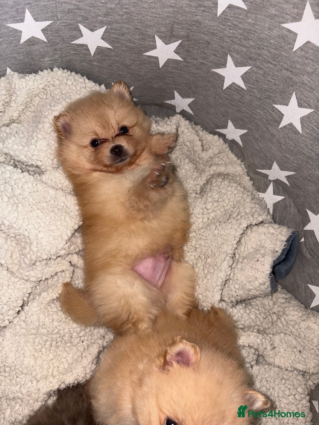 Pomeranian dogs for sale: ** Pomeranian Puppies 🐶🤍🐻🤎 - Image 22