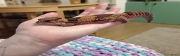 Gecko reptiles for sale: African fat tail gecko plus full set up in Poole - Advert 2