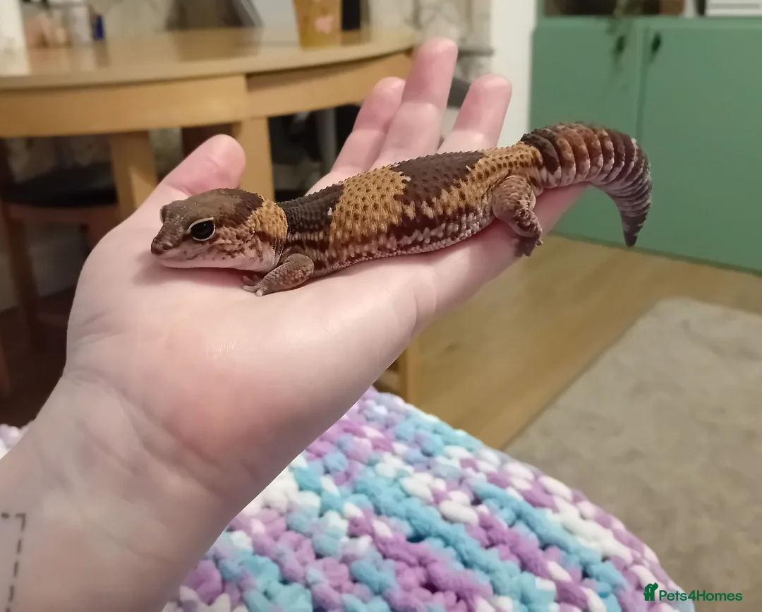 Gecko reptiles for sale: African fat tail gecko plus full set up in Poole - Advert 2