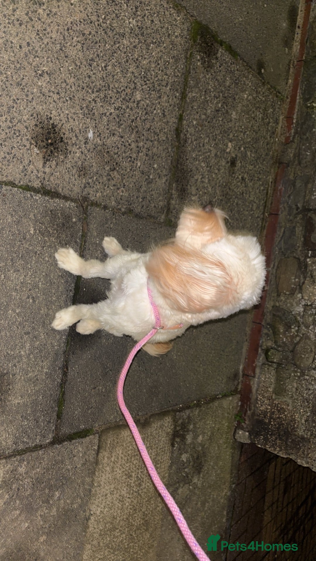 Cockapoo dogs for sale: Cockapoo  - Advert 2