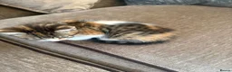 Mixed Breed cats for sale: Beautiful kittens looking for their forever home  - Advert 7