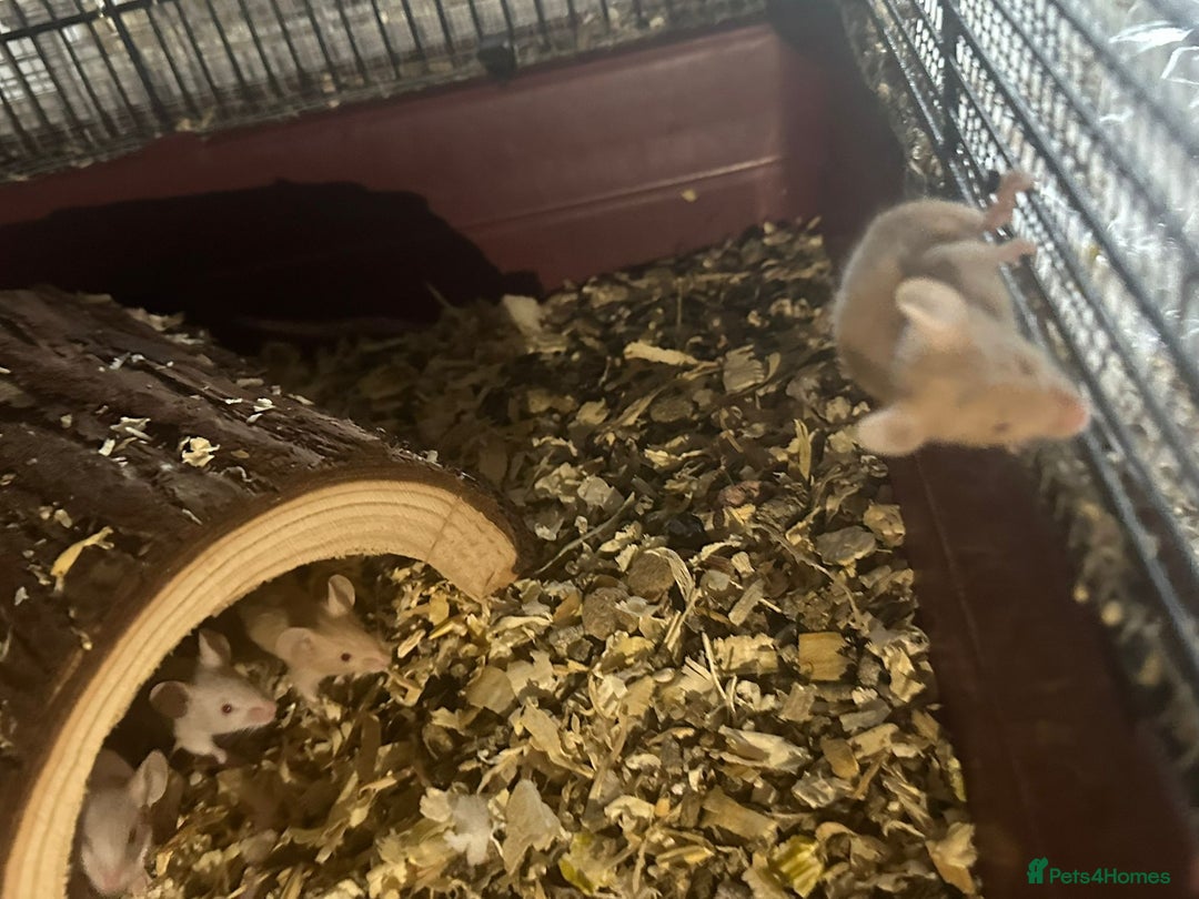 Mouse rodents for sale: Mice Babies (Hand Friendly) in Crewe - Image 6