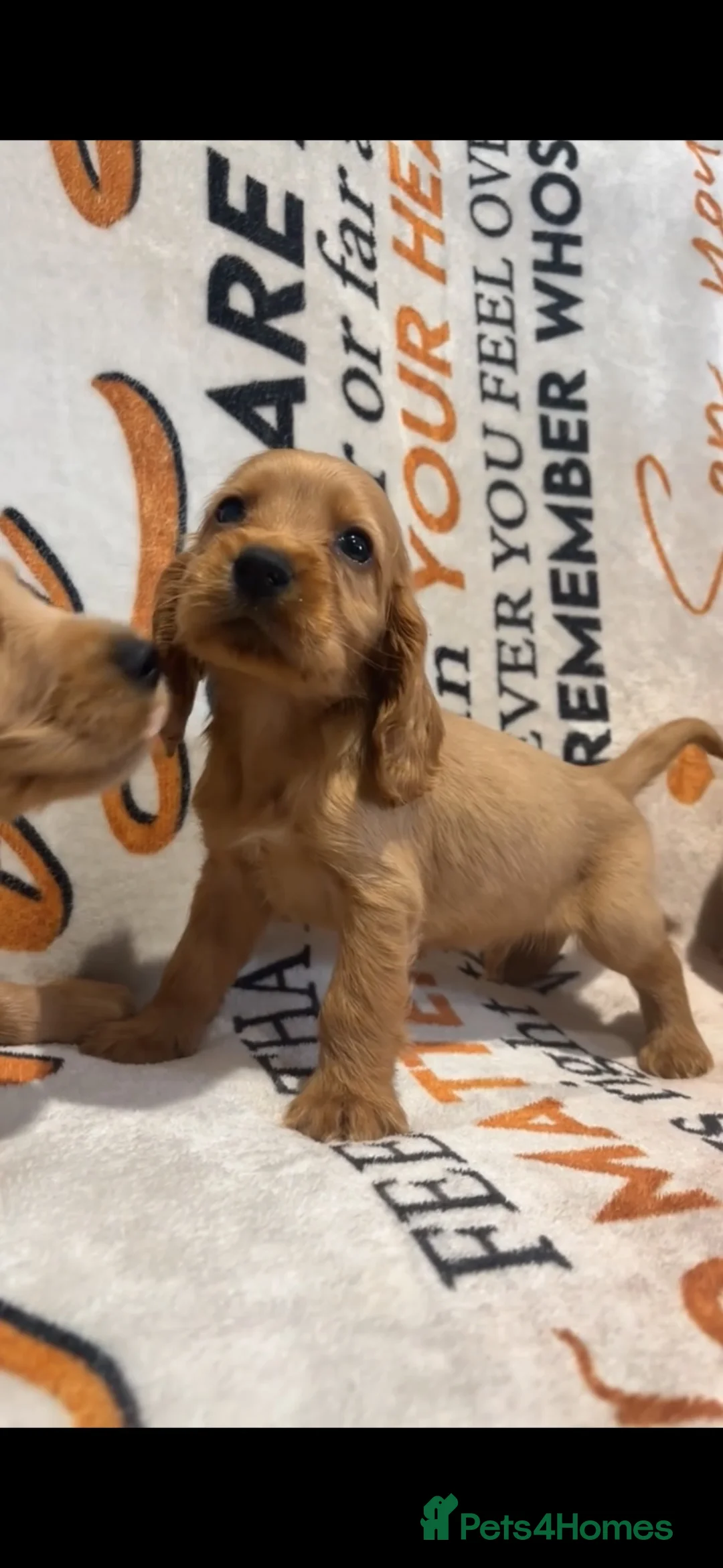 Cocker Spaniel dogs for sale: Red cocker spaniel puppies - Advert 21