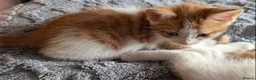 Domestic Shorthair cats for sale: 5 Ginger Kittens - Advert 13