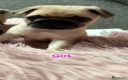 Pug dogs for sale: 🐾 Adorable Pug Puppies Ready for Forever Homes!  - Image 4