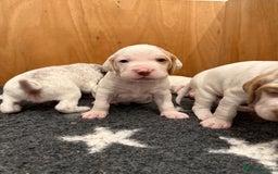 Braque du Bourbonnais dogs for sale: Braque du Bourbonnais Puppies - Image 11