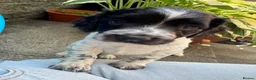 English Springer Spaniel dogs for sale: KC Registered Springer Spaniels - Advert 1