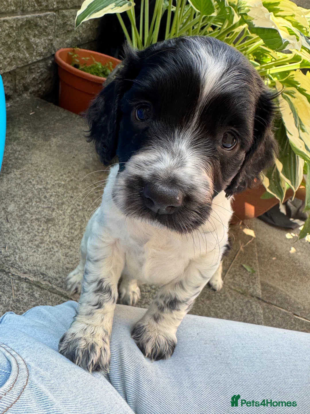 English Springer Spaniel dogs for sale: KC Registered Springer Spaniels - Advert 1