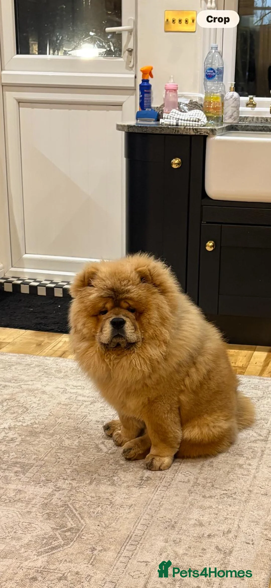 Chow Chow dogs for sale: 1 year old Chow Chow - Advert 2