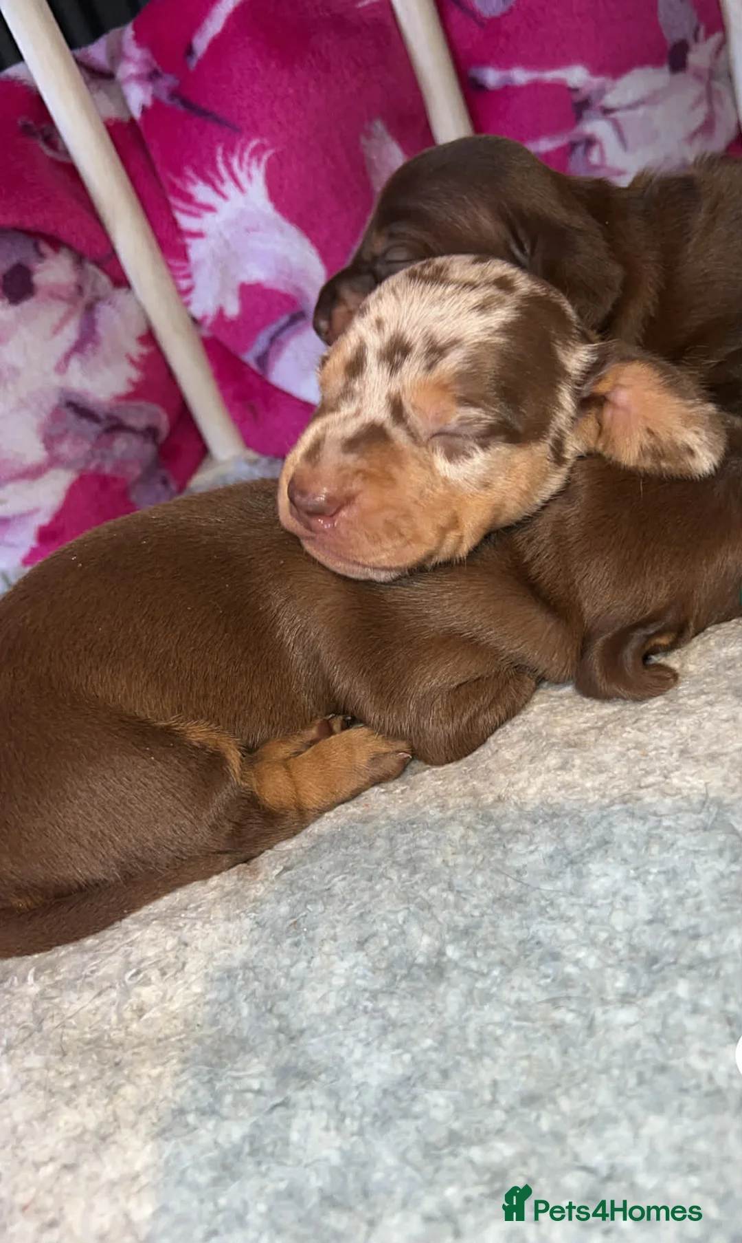 Miniature Dachshund dogs for sale: Stunning kc babies ready to leave ready for  **  in Portsmouth - Advert 8