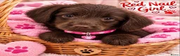Labradoodle dogs for sale: Beautiful labradoodles  - Advert 10
