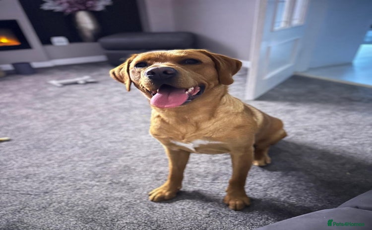 Labrador Retriever dogs - Advert 1