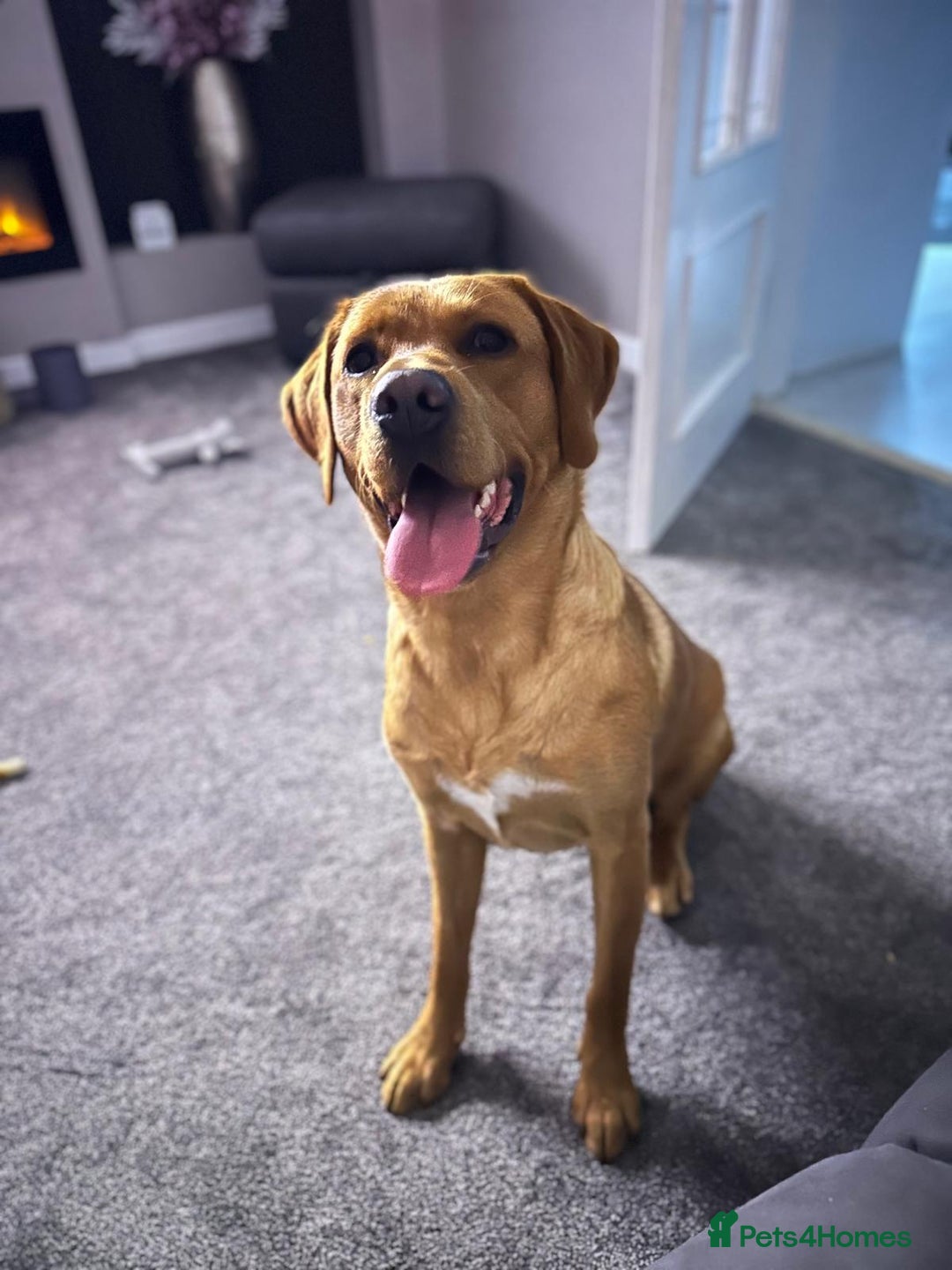 Labrador Retriever dogs for sale: Archie (1 year old) - Image 1