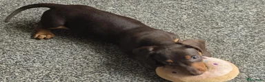 Miniature Dachshund Puppy 6
